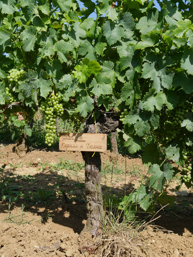 Виноградник на урожай